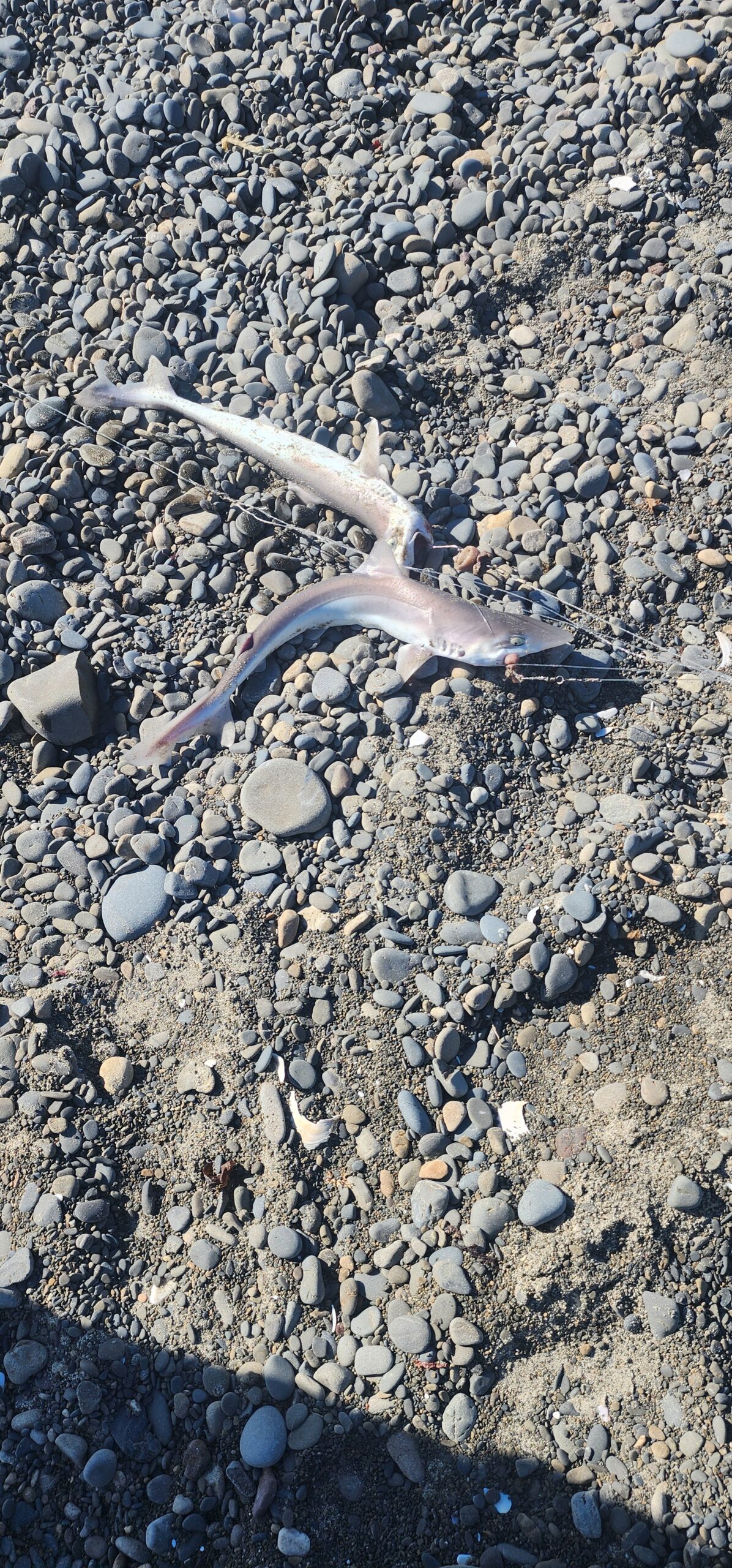 2 dog fish caught off leithfield beach